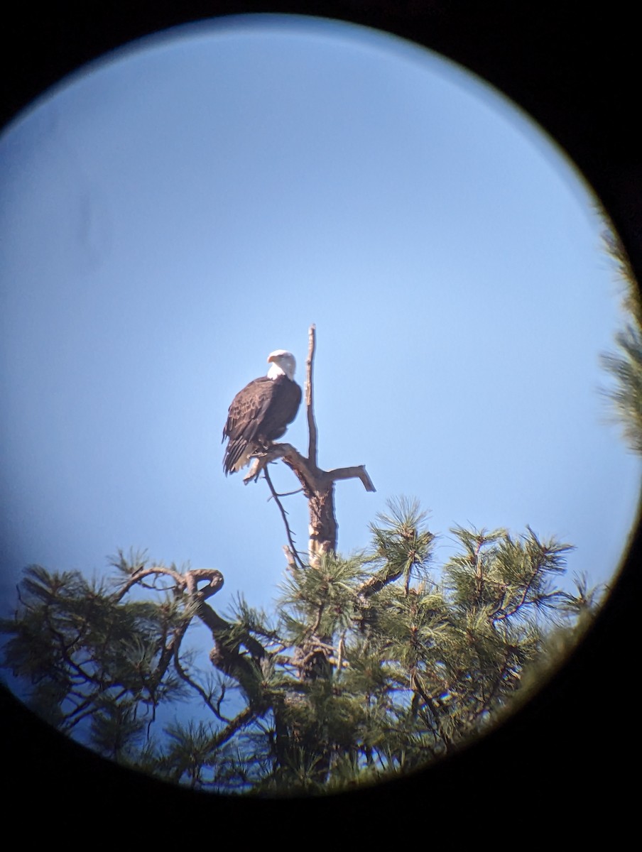 Bald Eagle - ML609998389