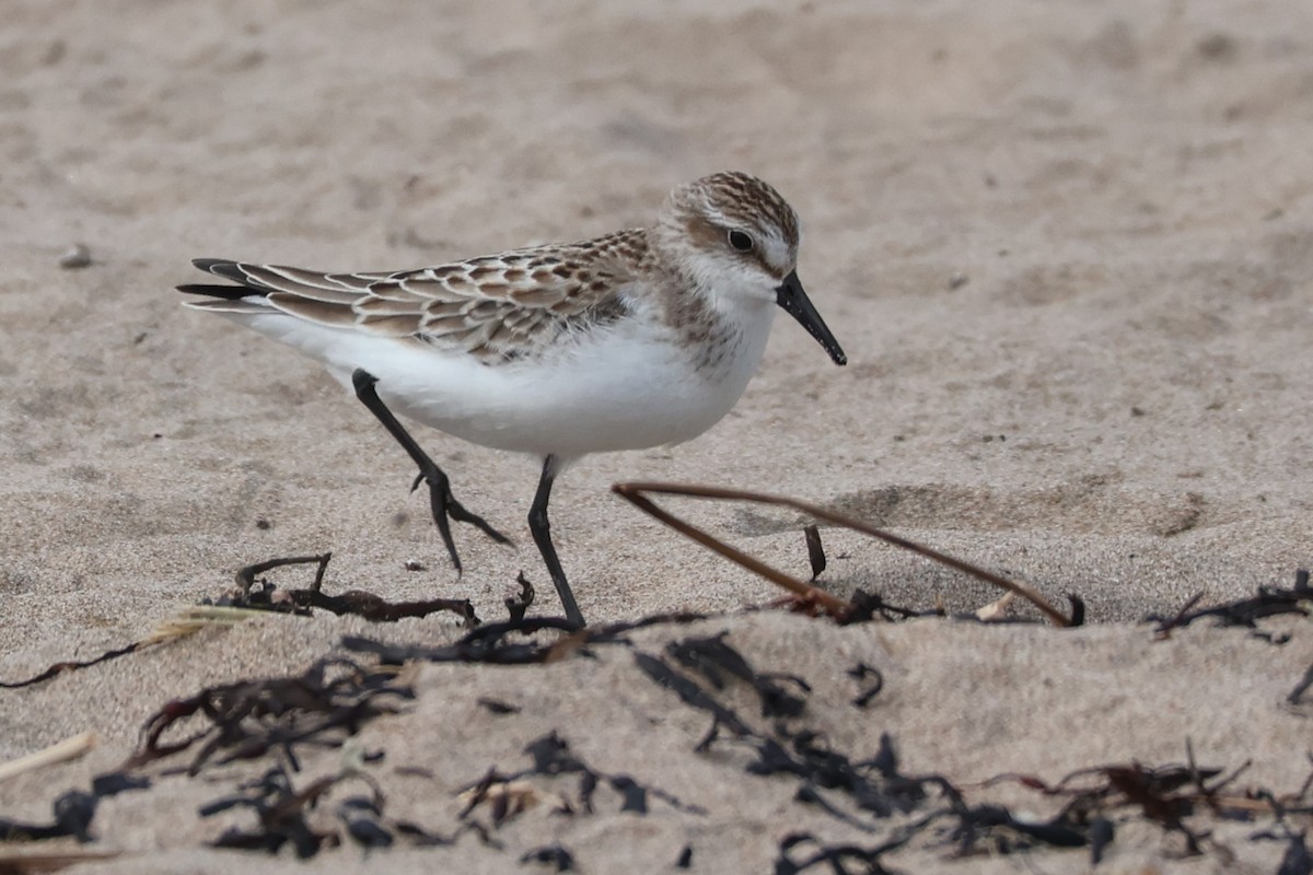 Semipalmated Sandpiper - Daniel Ruzzante