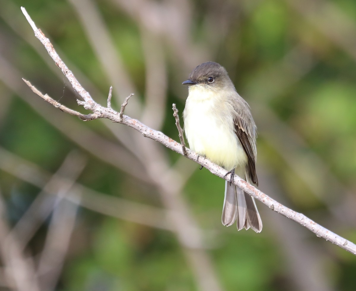 Eastern Phoebe - ML609998460