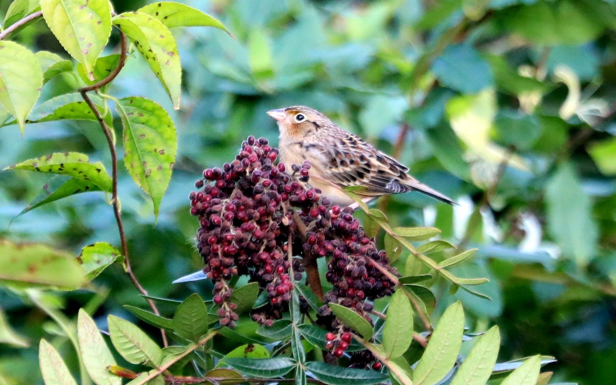 Grasshopper Sparrow - ML609998482