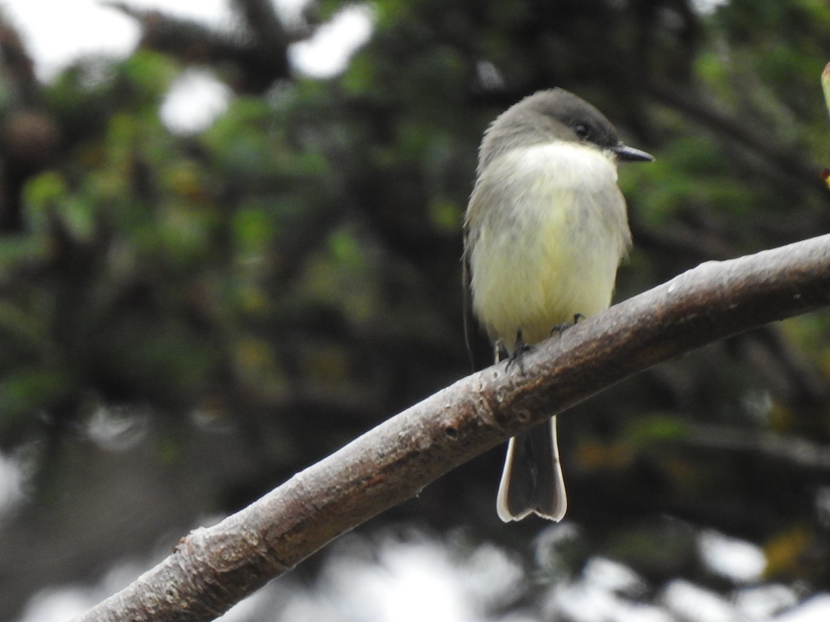 Eastern Phoebe - ML609998499