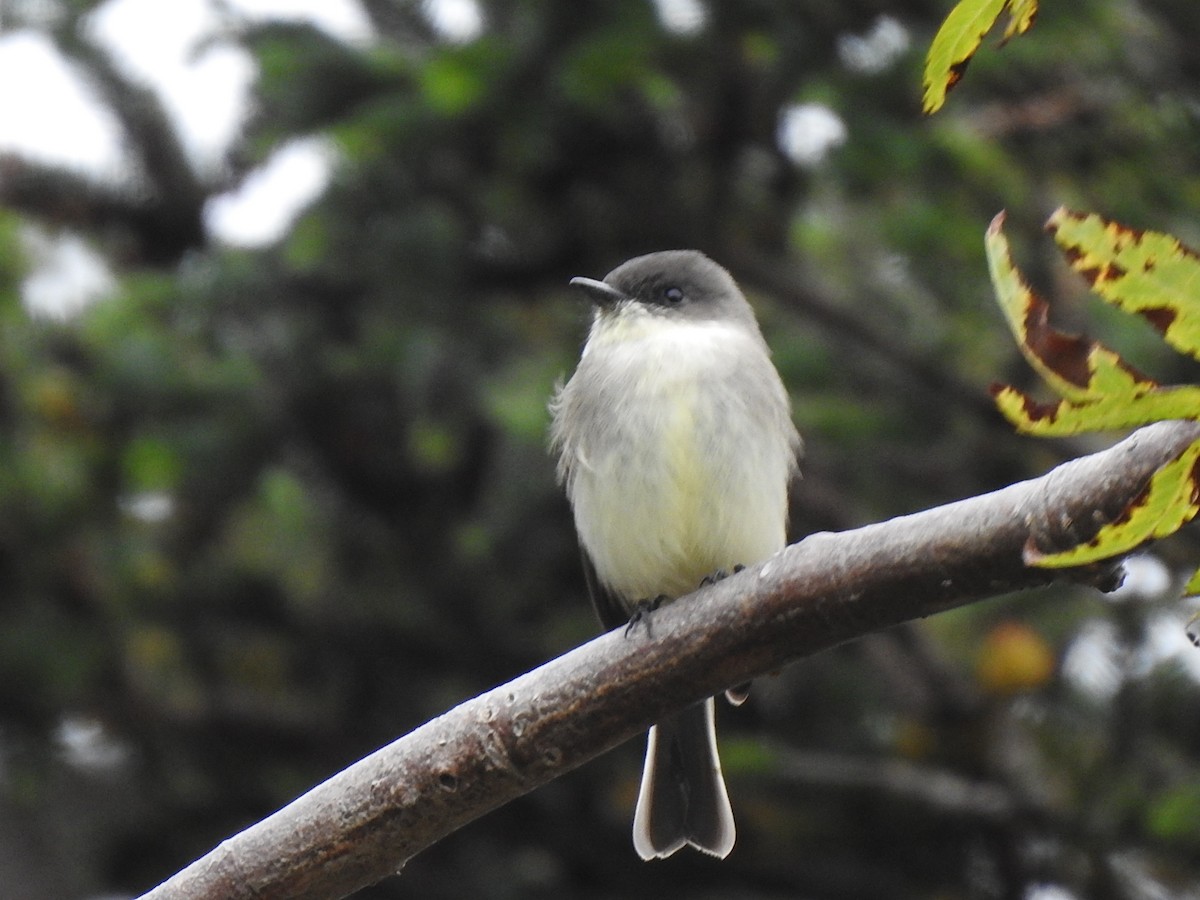 Eastern Phoebe - ML609998500