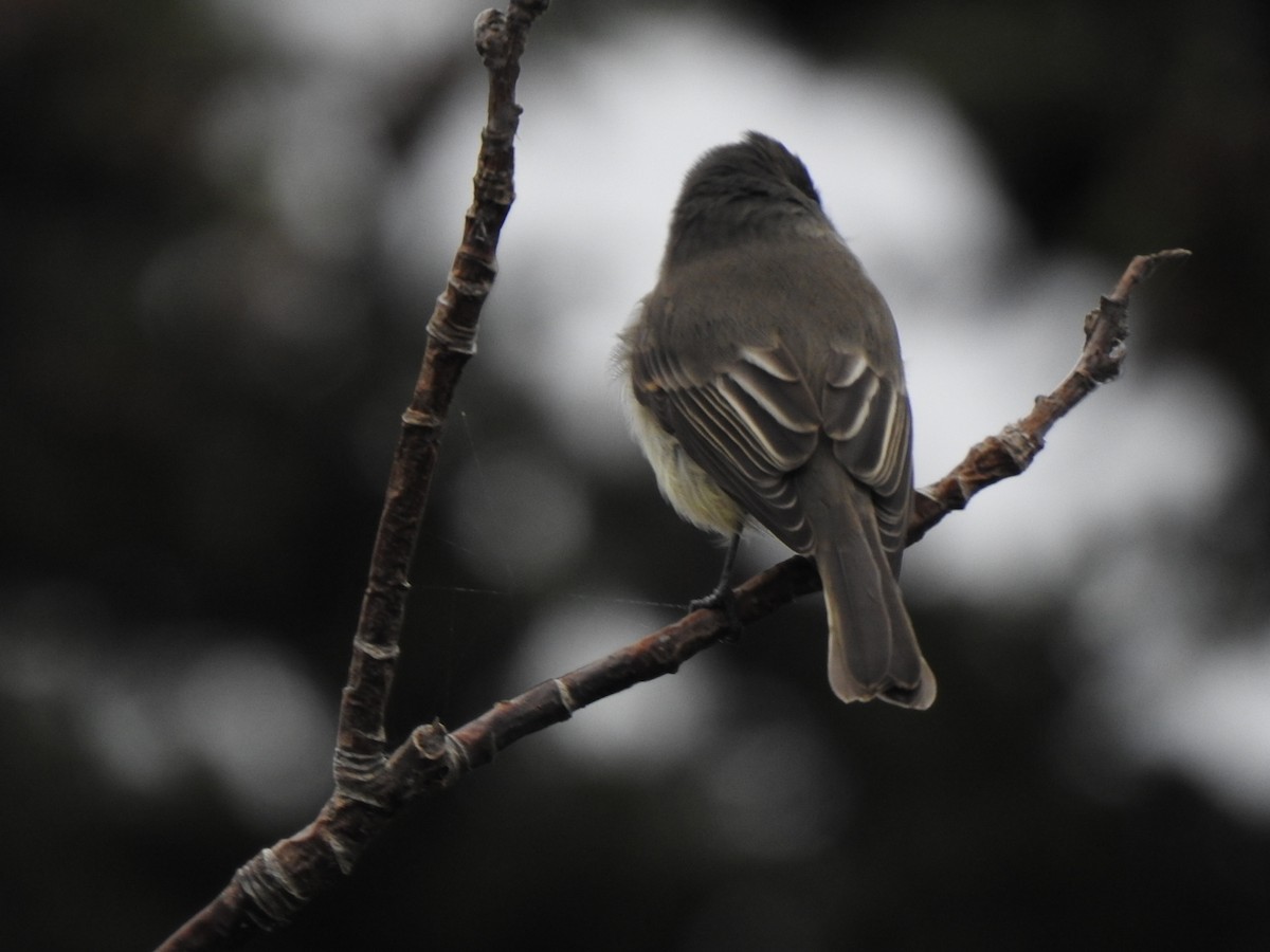 Eastern Phoebe - ML609998501