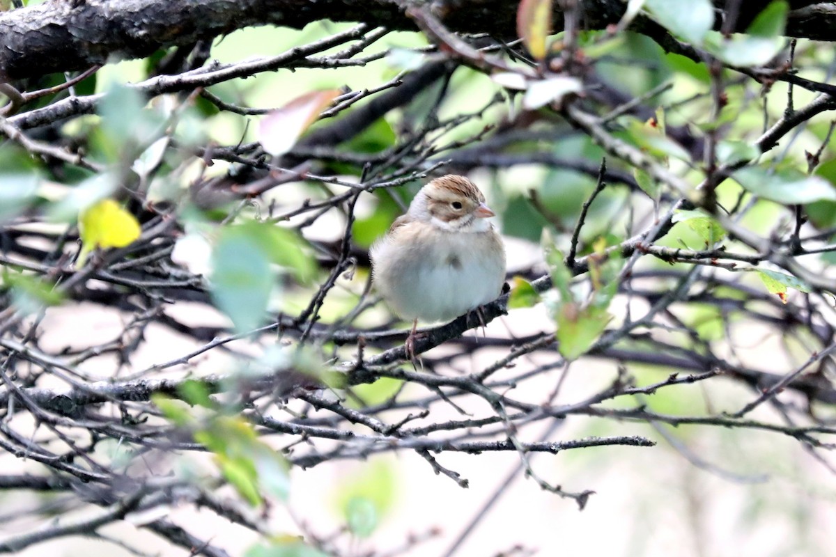Clay-colored Sparrow - ML609998528