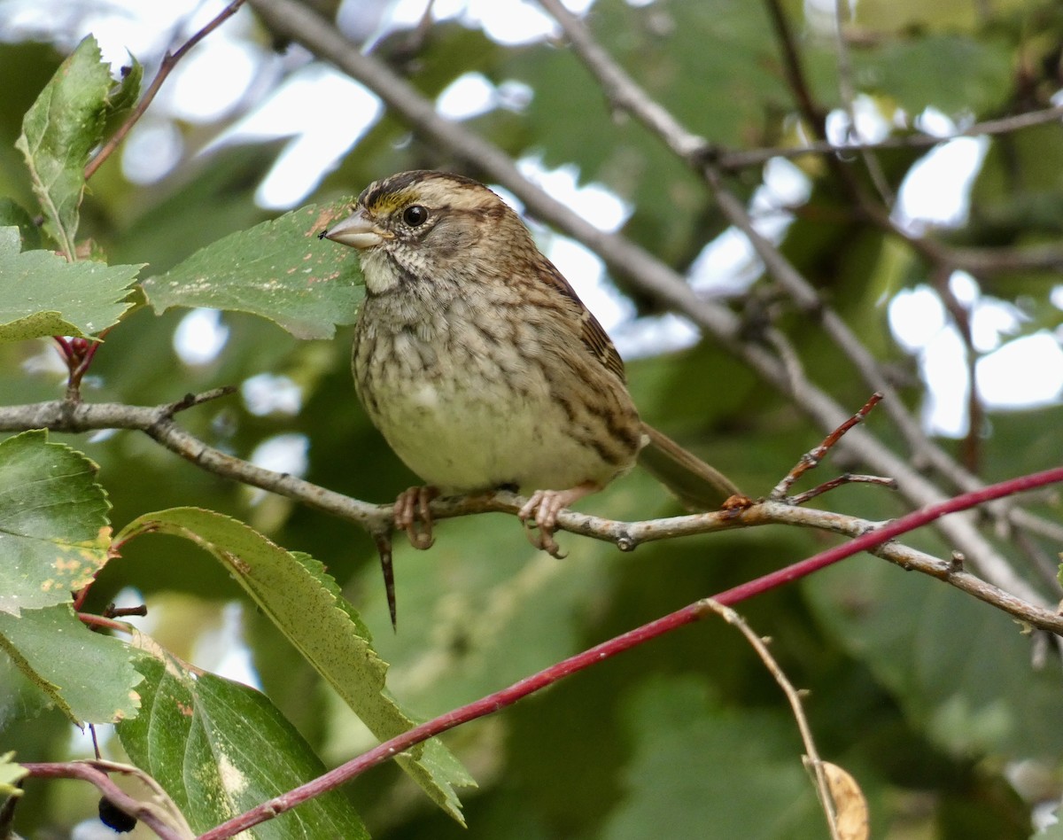 White-throated Sparrow - ML609998544