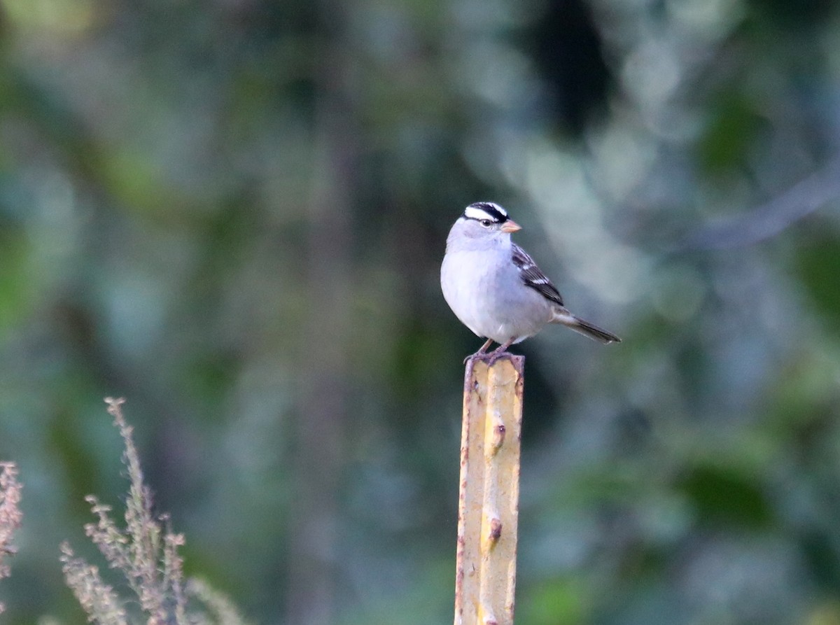 White-crowned Sparrow - ML609998556