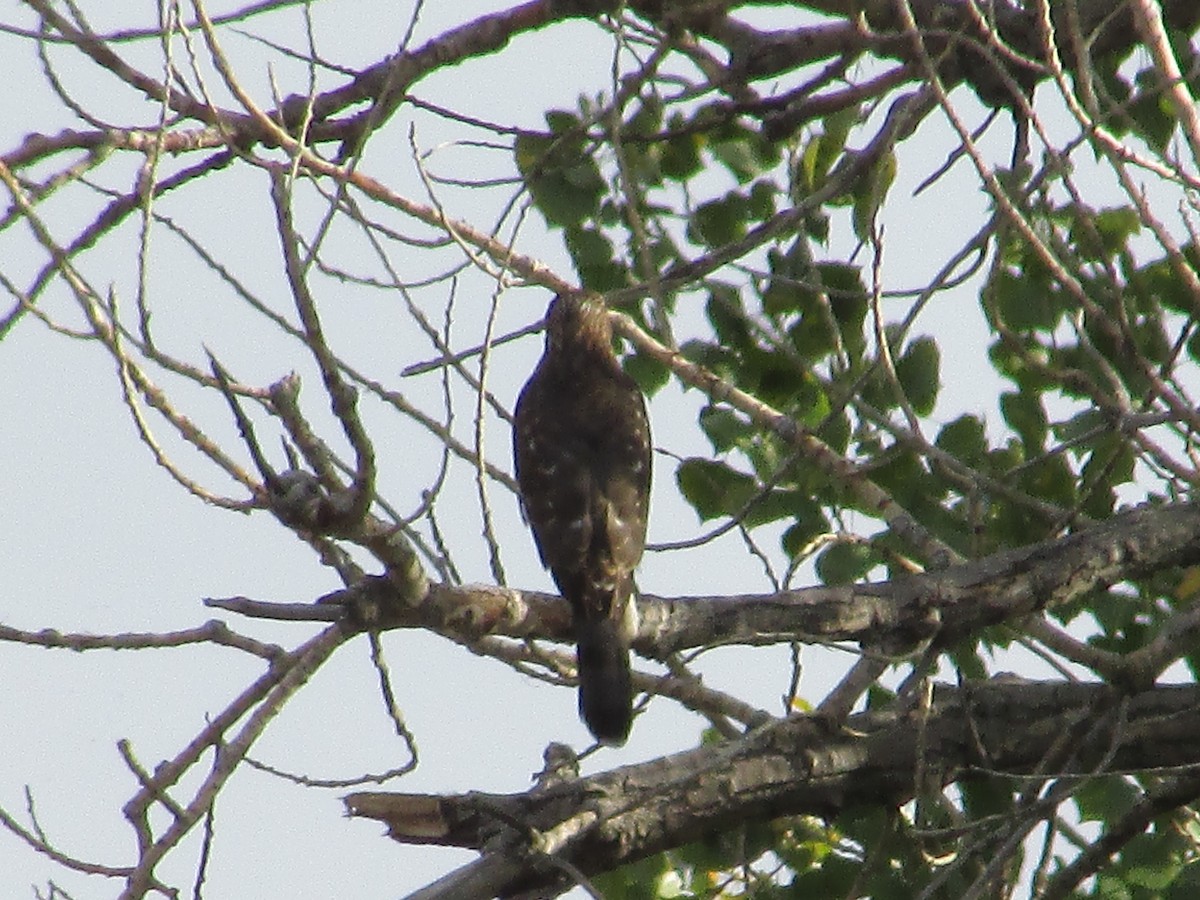Cooper's Hawk - ML609998653