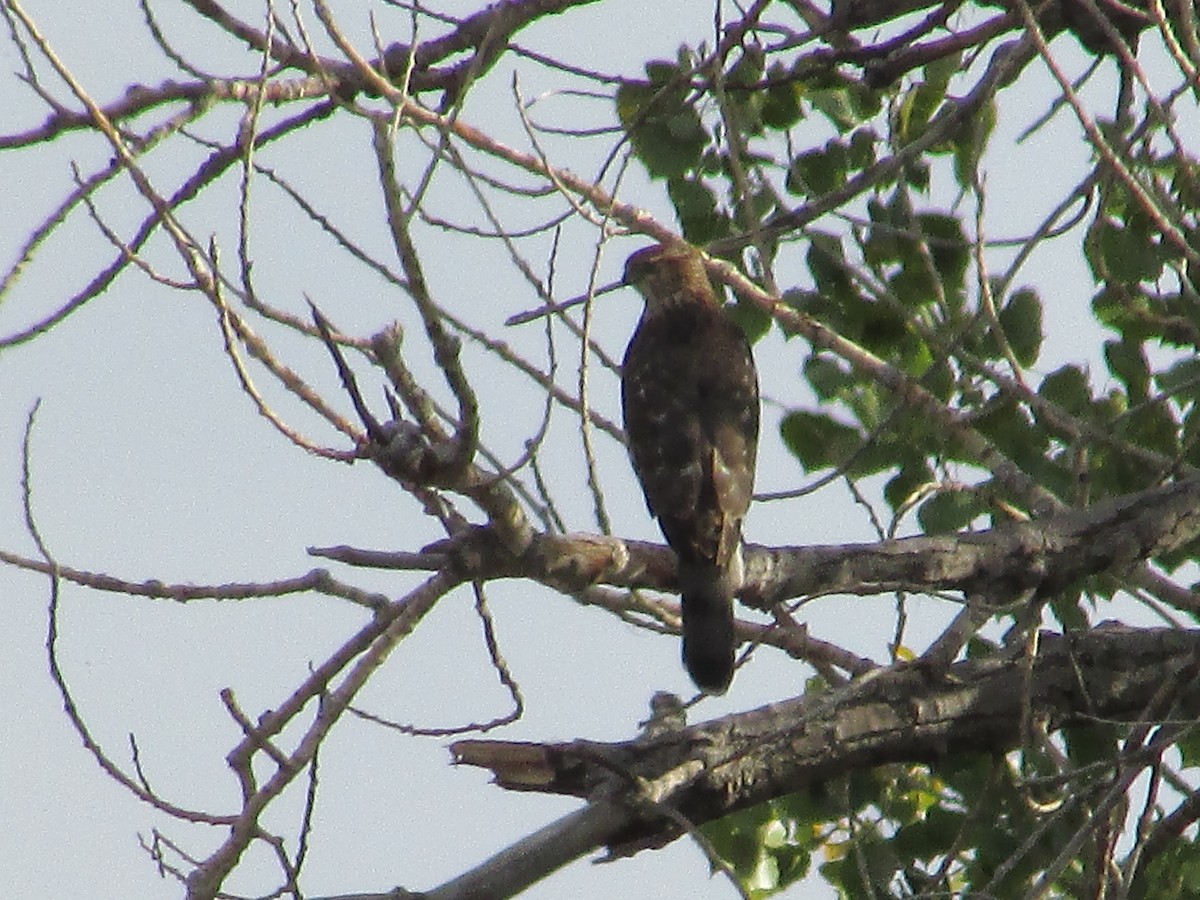 Cooper's Hawk - ML609998654