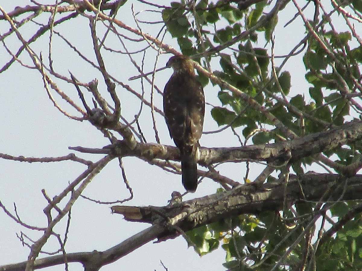 Cooper's Hawk - ML609998655