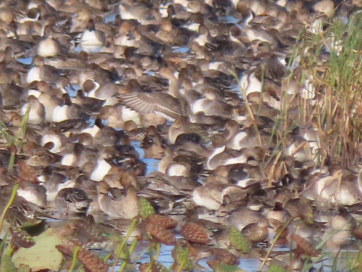 Northern Pintail - ML609998701