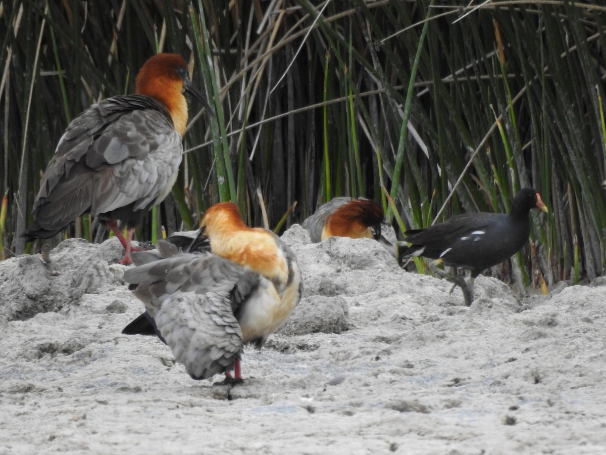 Andean Ibis - ML609998719