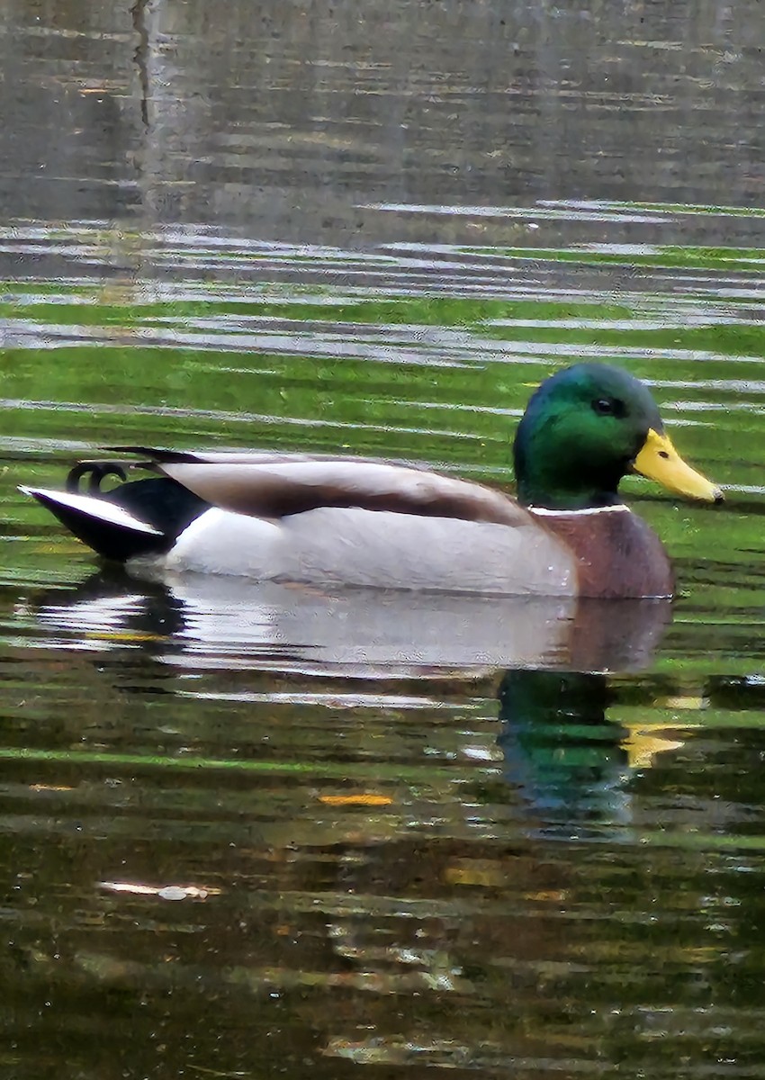 Mallard - ML609998731