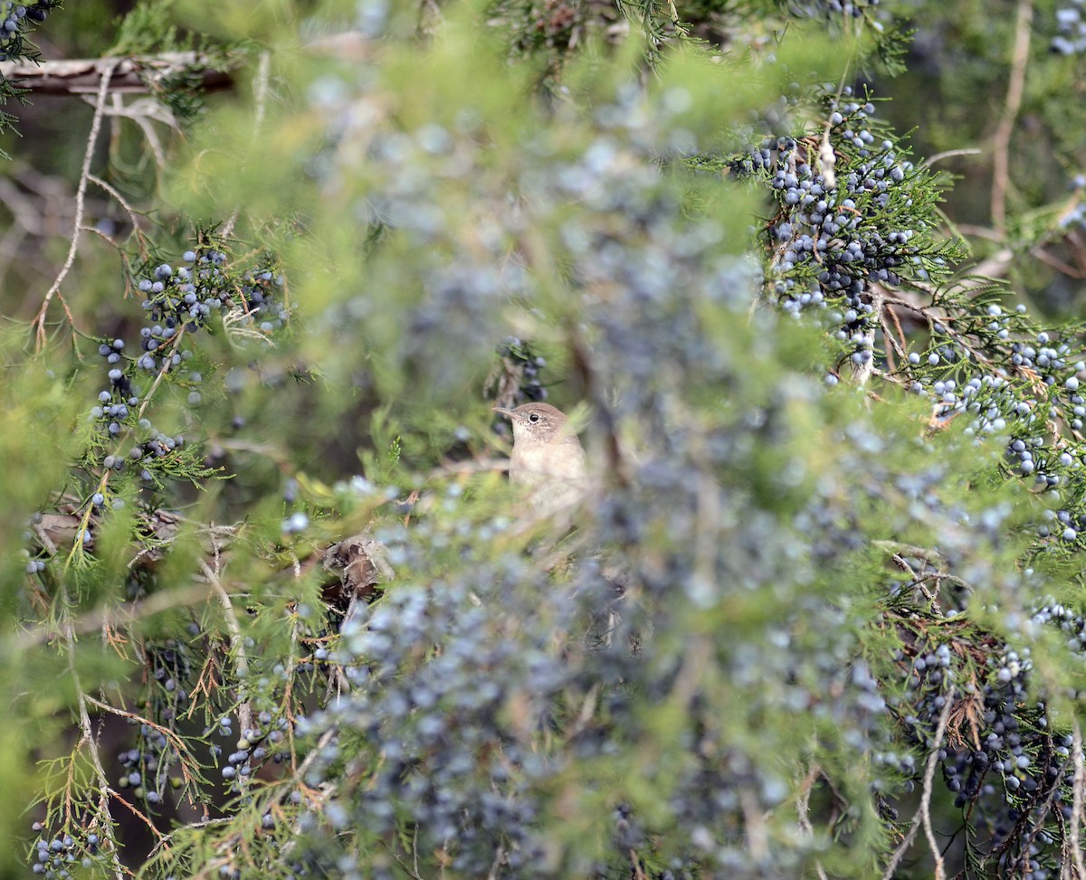 House Wren - ML609998742