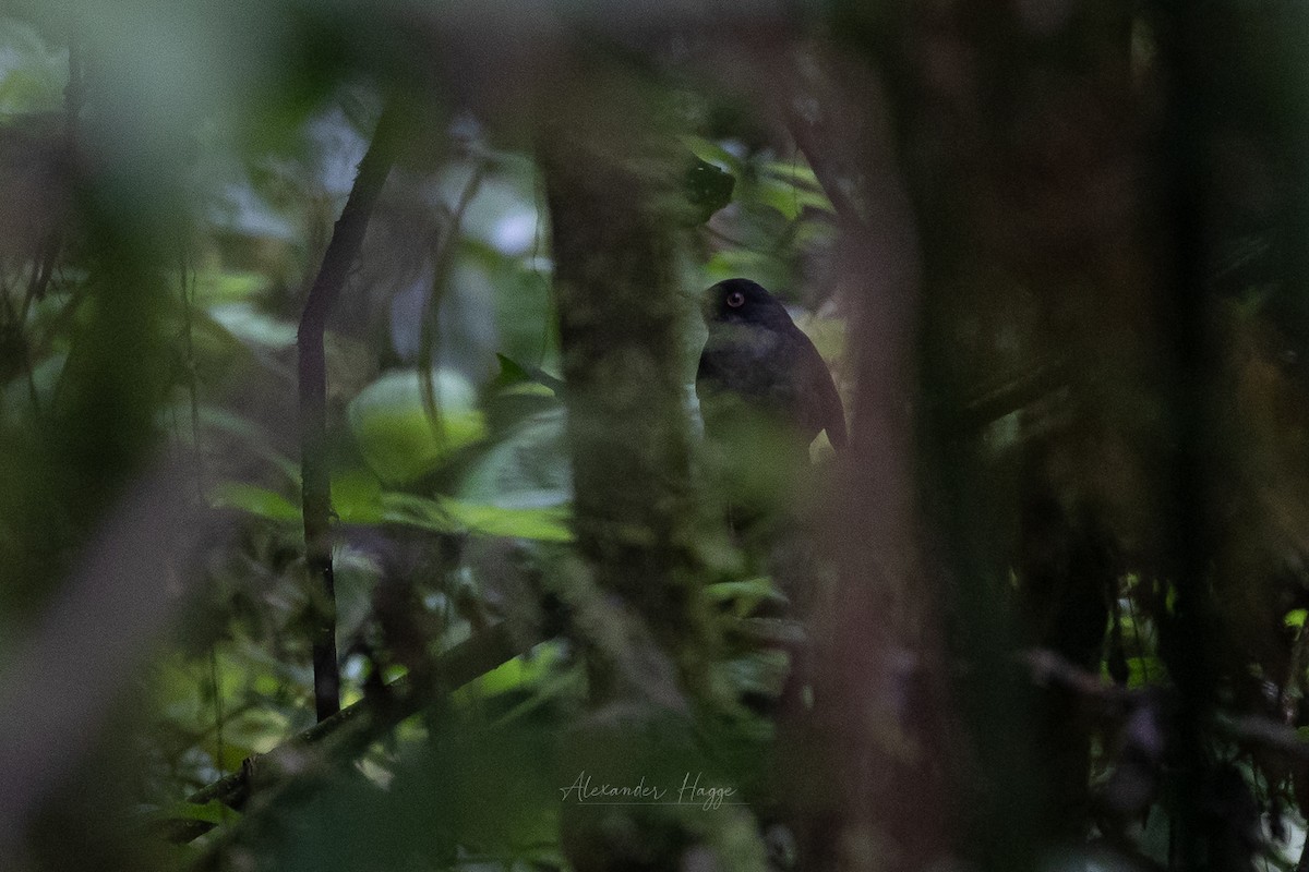 Slaty-backed Nightingale-Thrush (Slaty-backed) - ML609998766