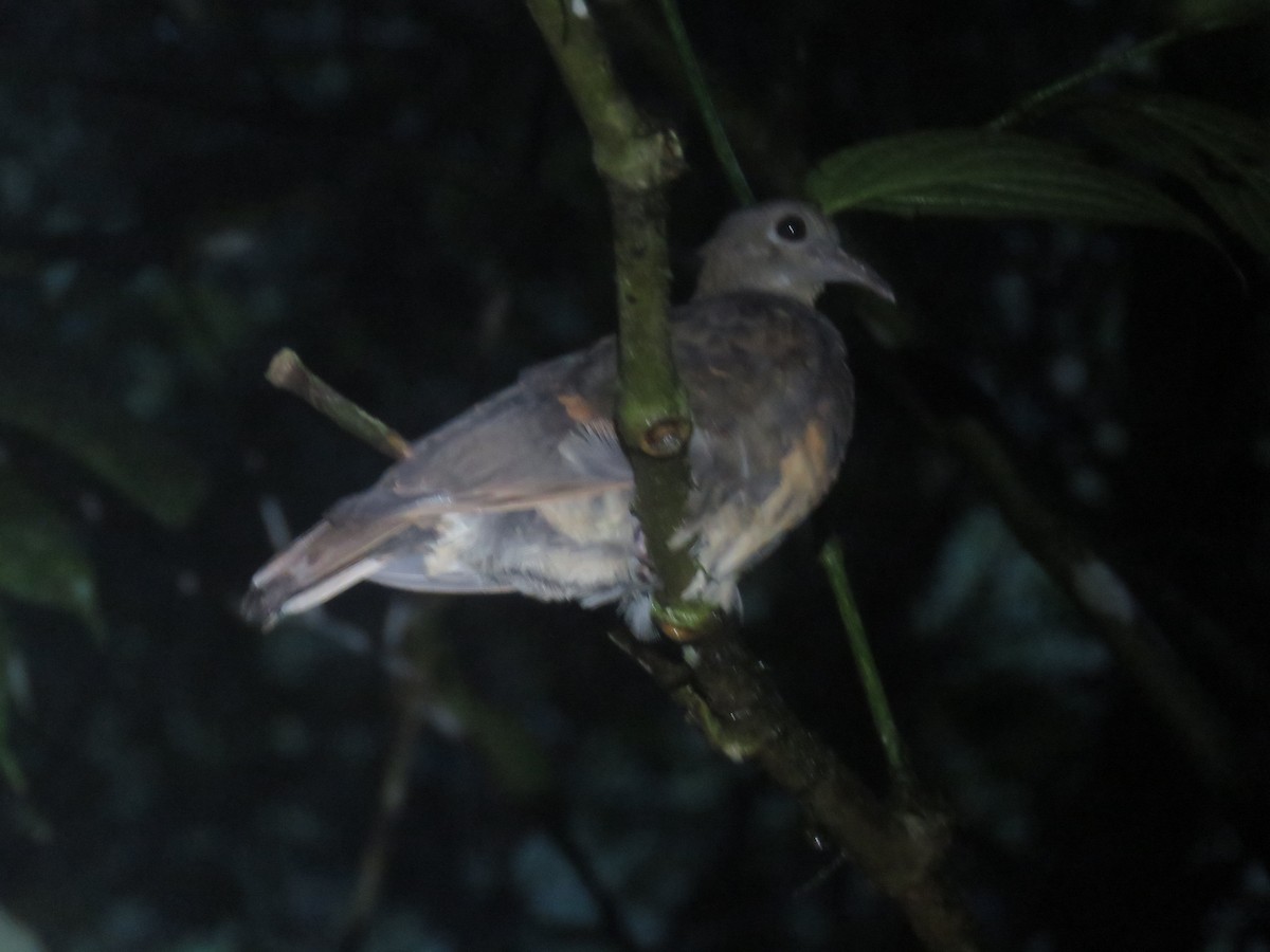 Olive-backed Quail-Dove - Jorge L. Medina-Madrid    @avesdepaisajescafetaleros