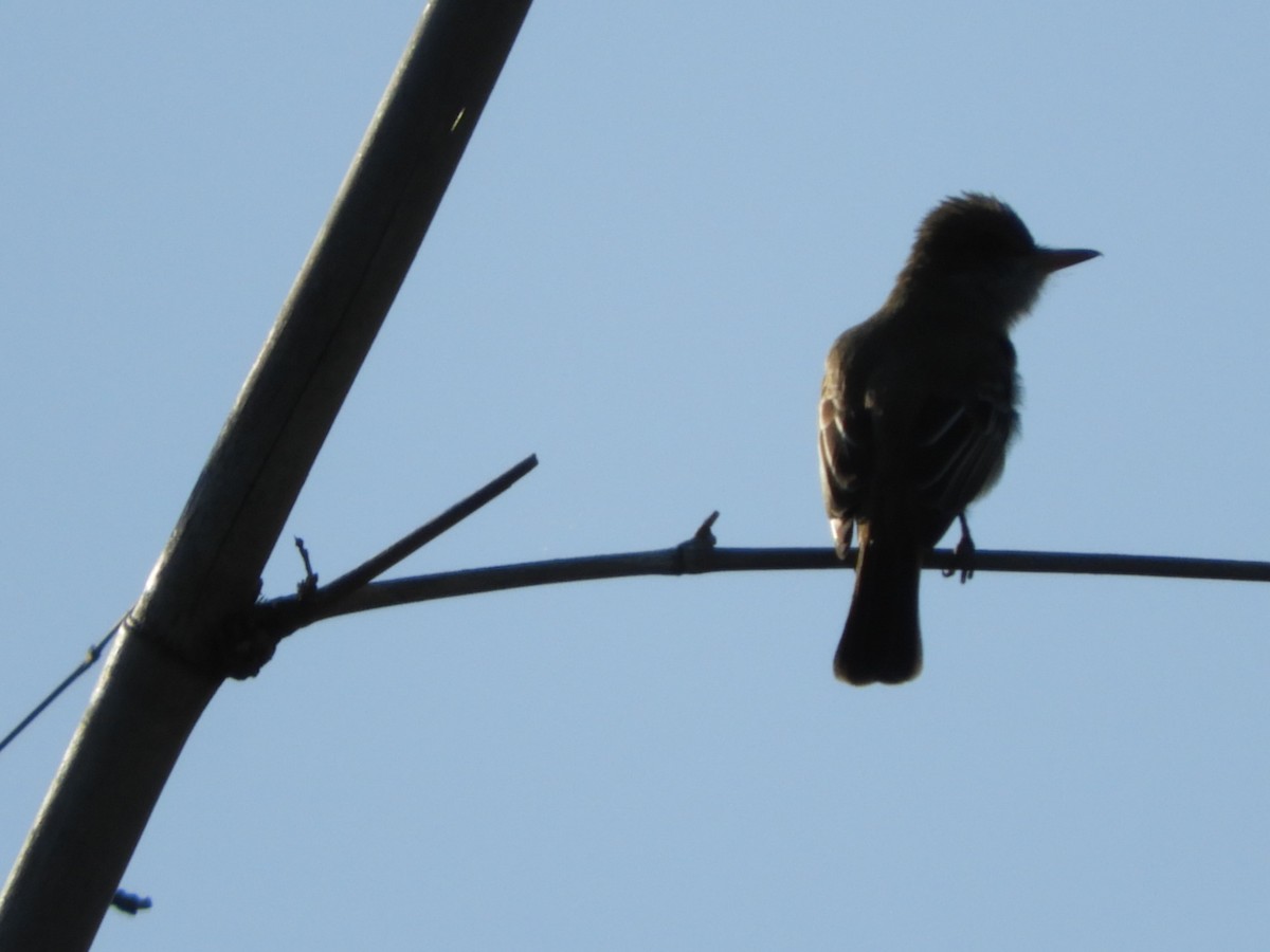 Brown-crested Flycatcher - ML609998981