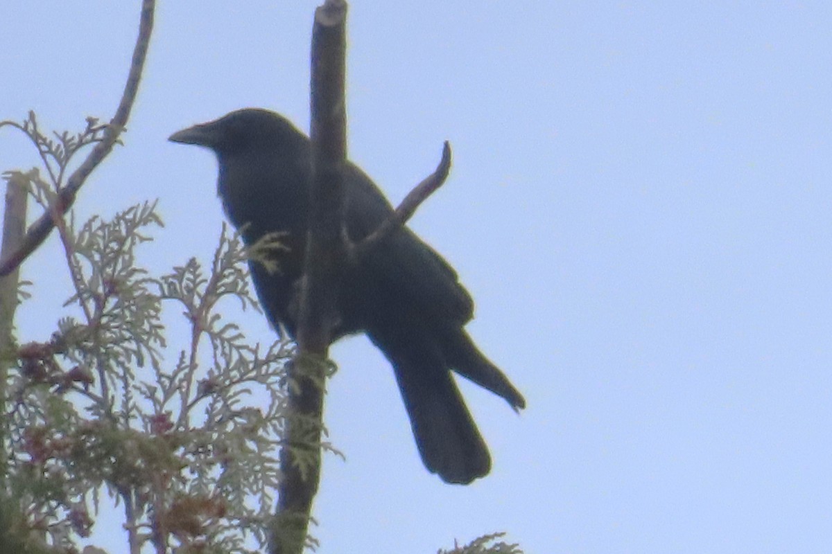 American Crow - ML609999005