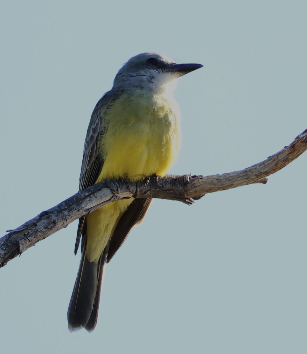 Tropical Kingbird - ML609999063