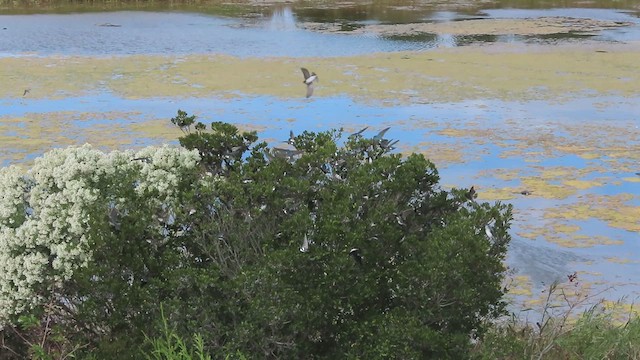 Tree Swallow - ML609999107