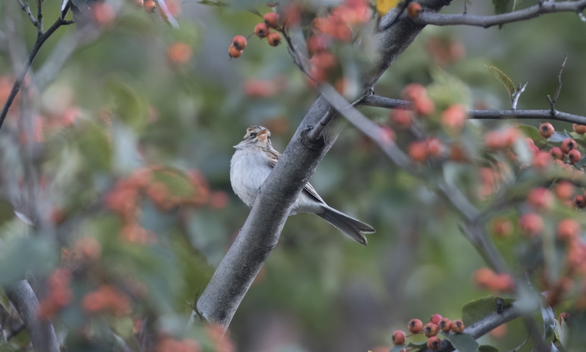 Chipping Sparrow - ML609999121