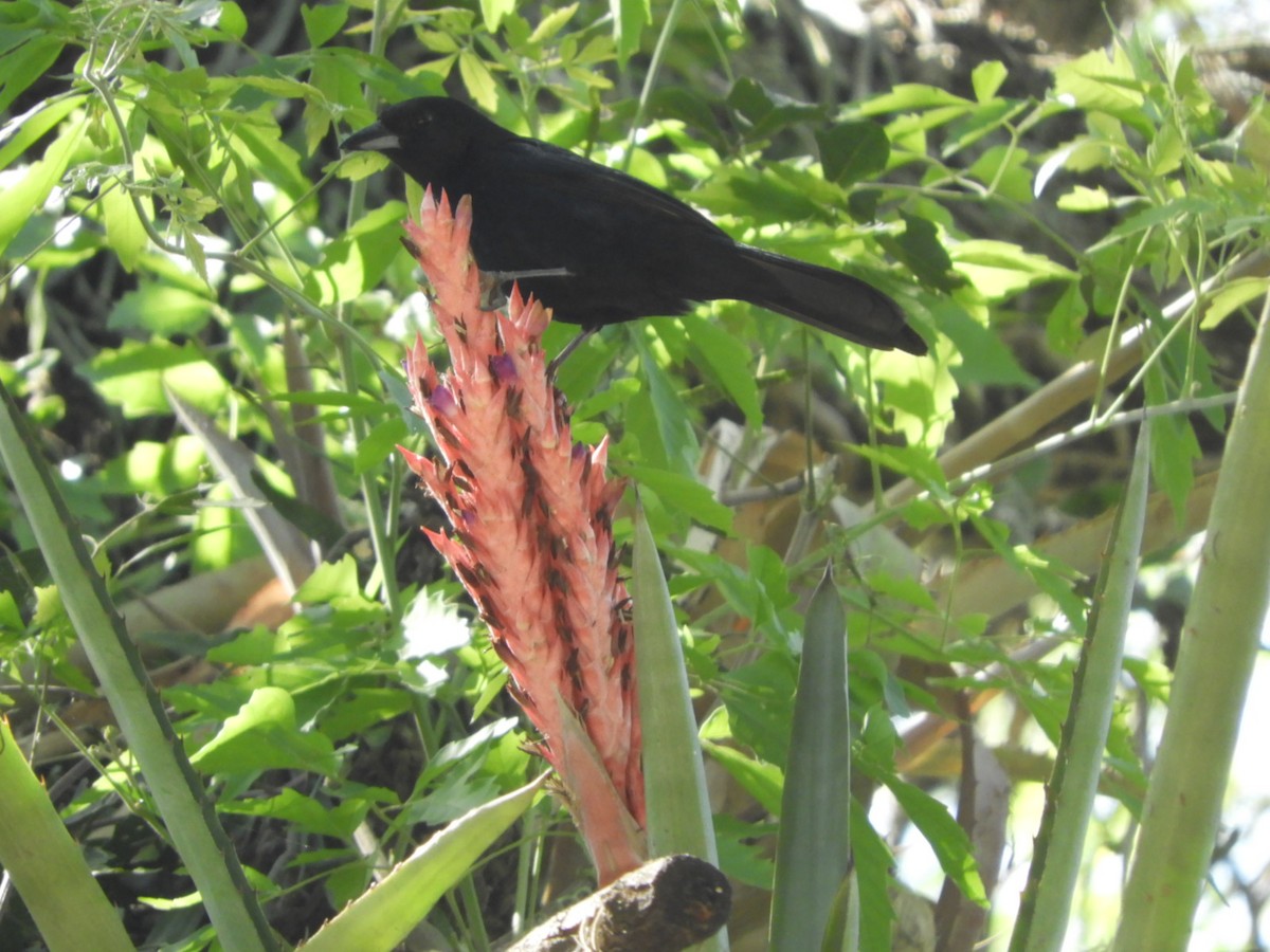 White-lined Tanager - Silvia Enggist