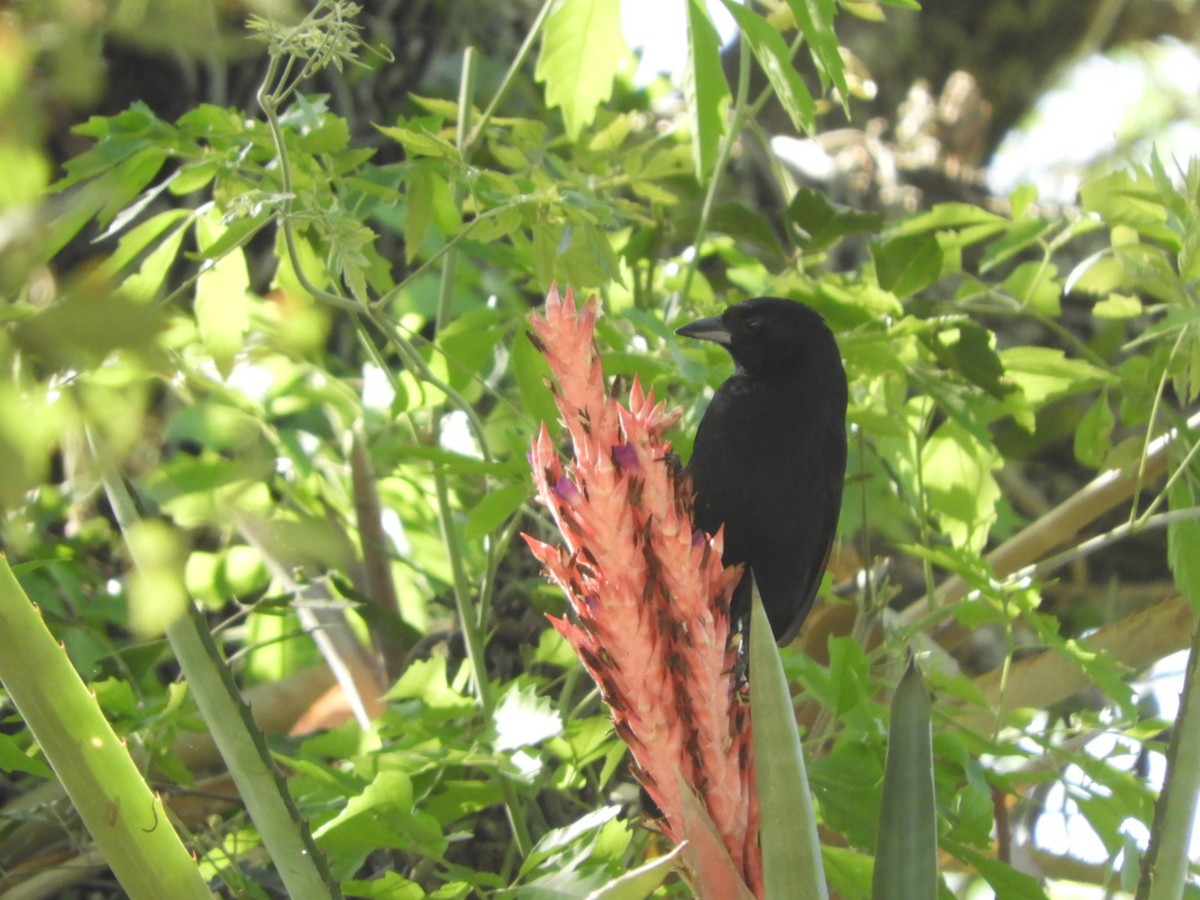 White-lined Tanager - ML609999198