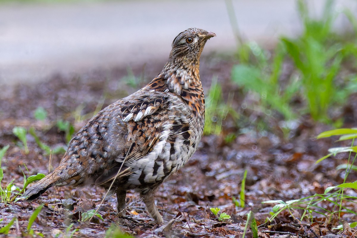 Ruffed Grouse - ML609999243