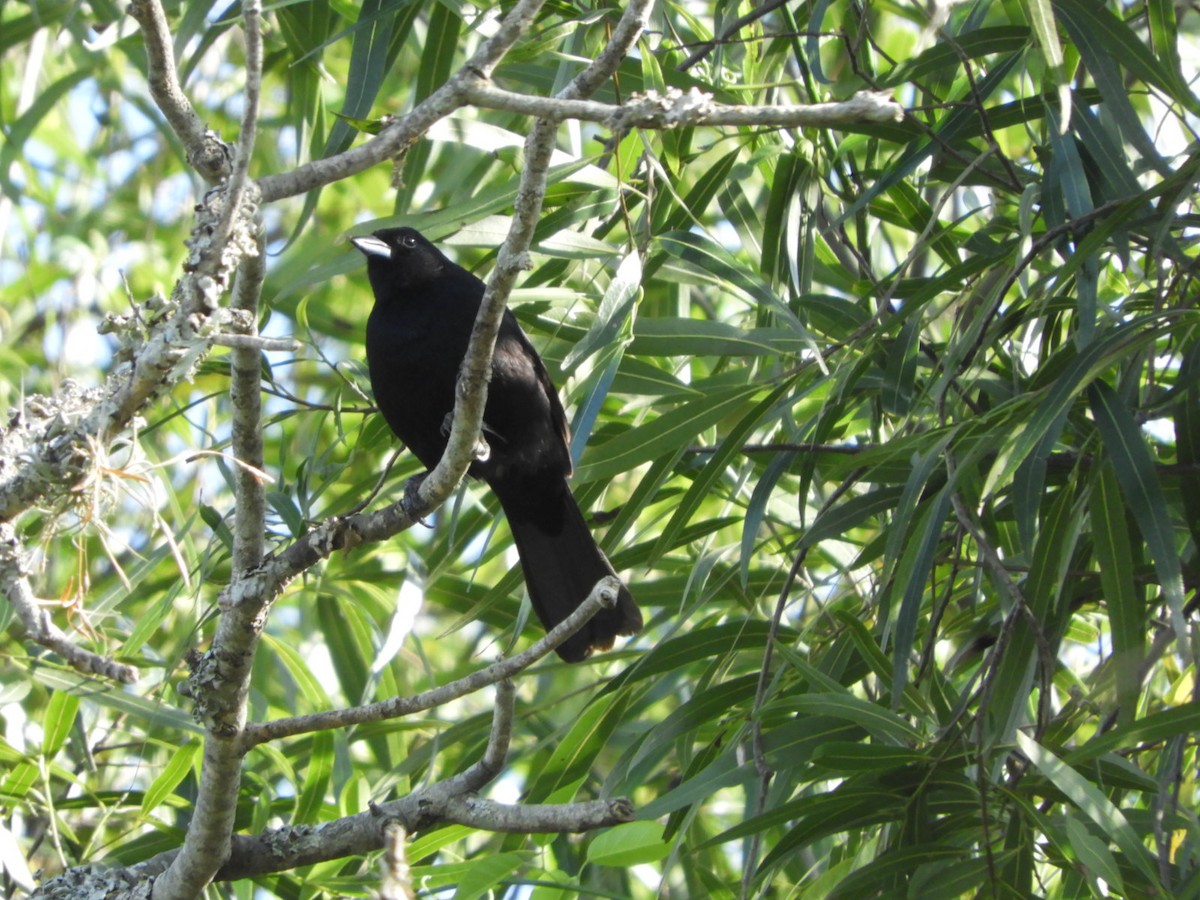 White-lined Tanager - Silvia Enggist