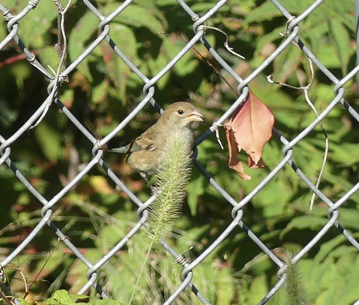 Indigo Bunting - ML609999357
