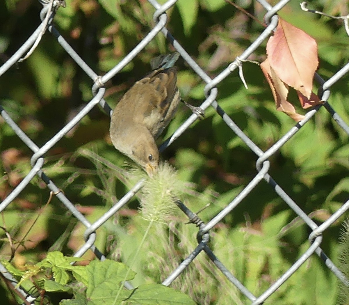 Indigo Bunting - ML609999358
