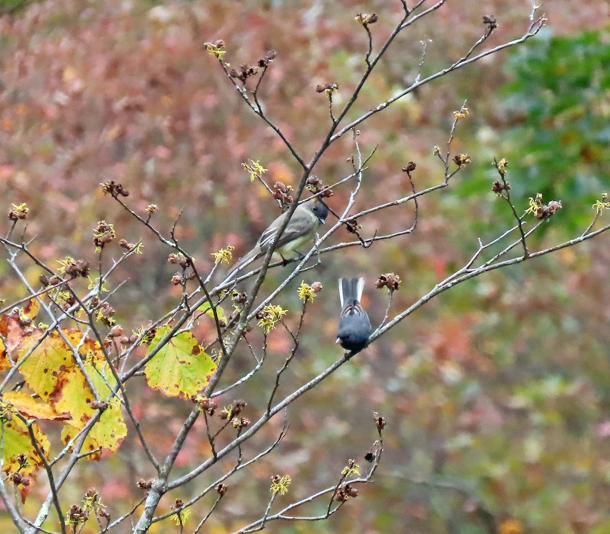 Eastern Phoebe - ML609999538