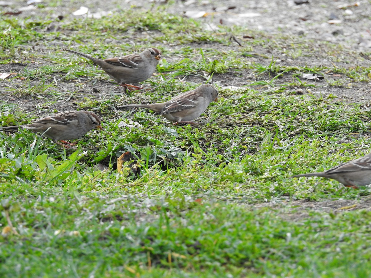 White-crowned Sparrow - ML609999542