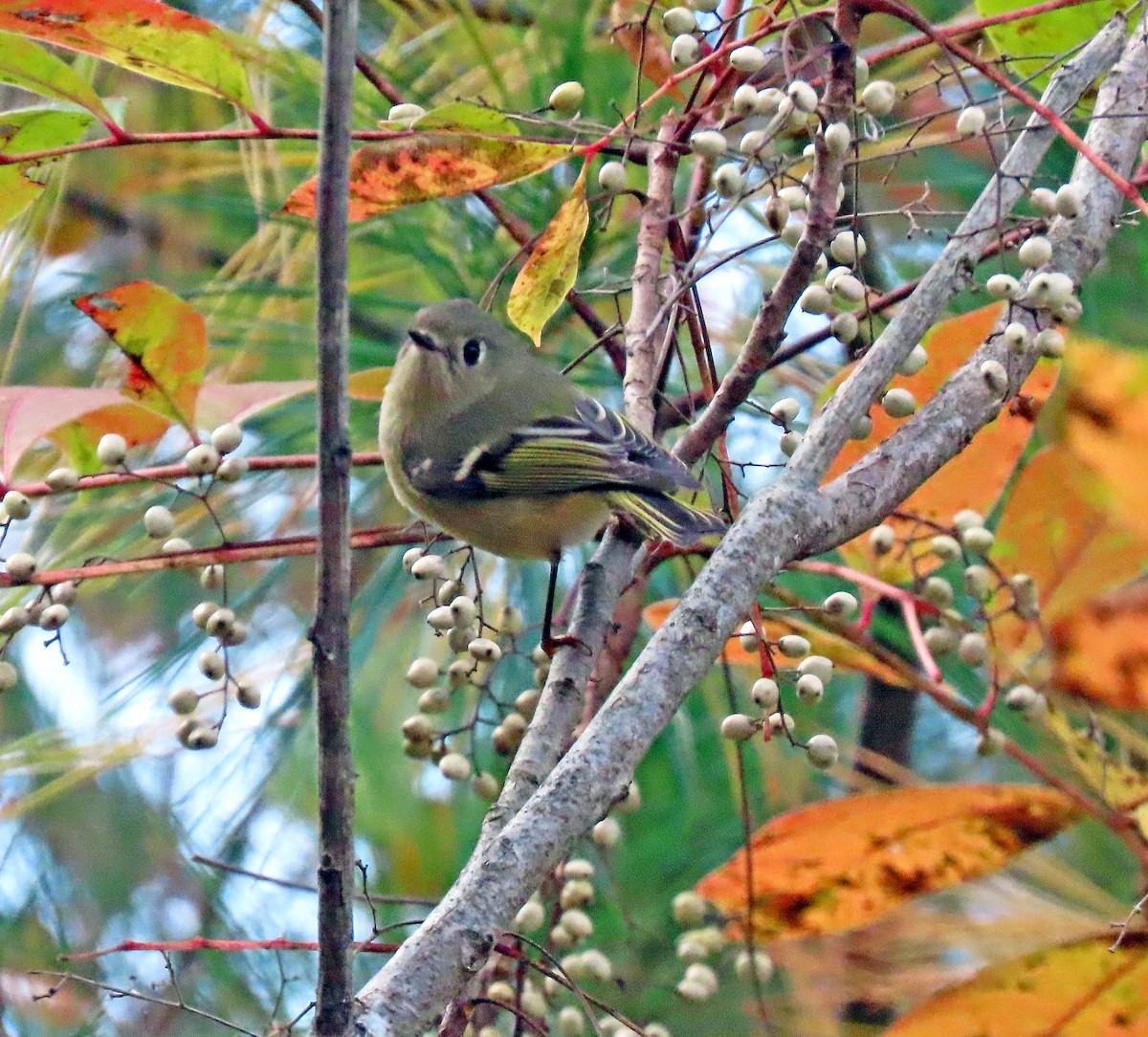 Ruby-crowned Kinglet - ML609999570