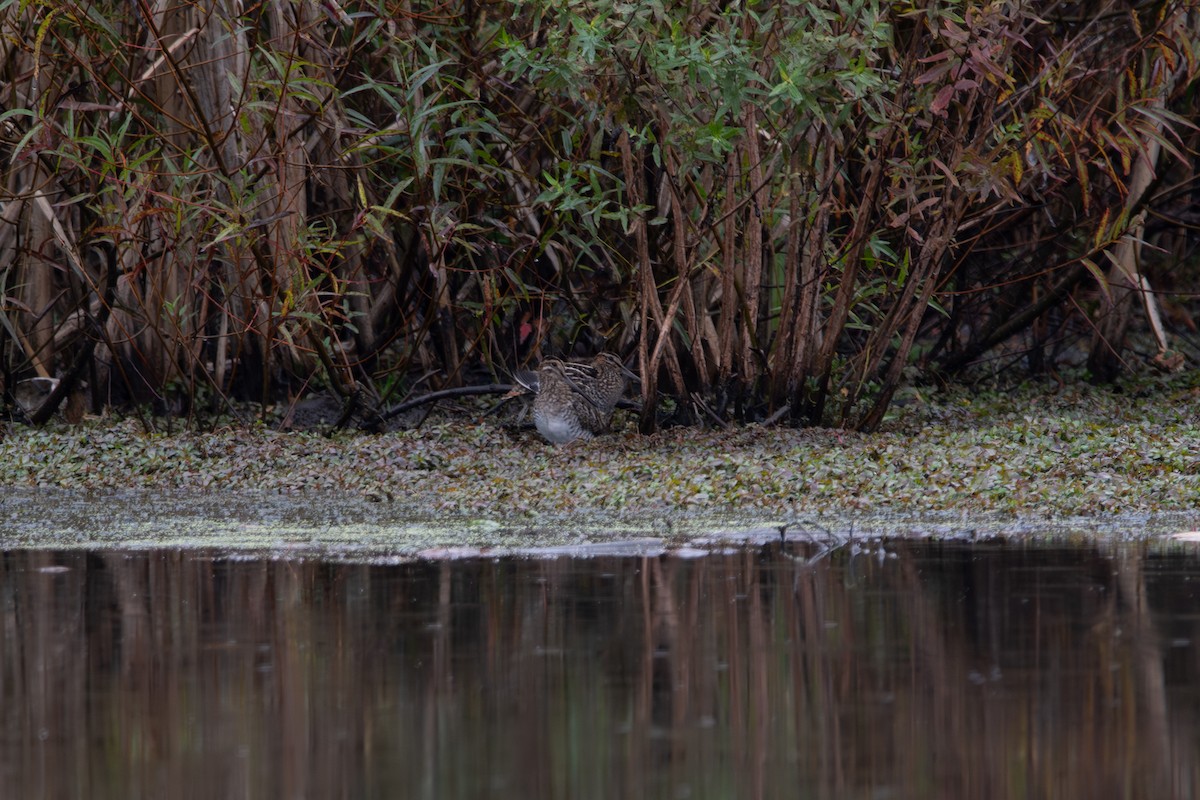 Wilson's Snipe - ML609999574