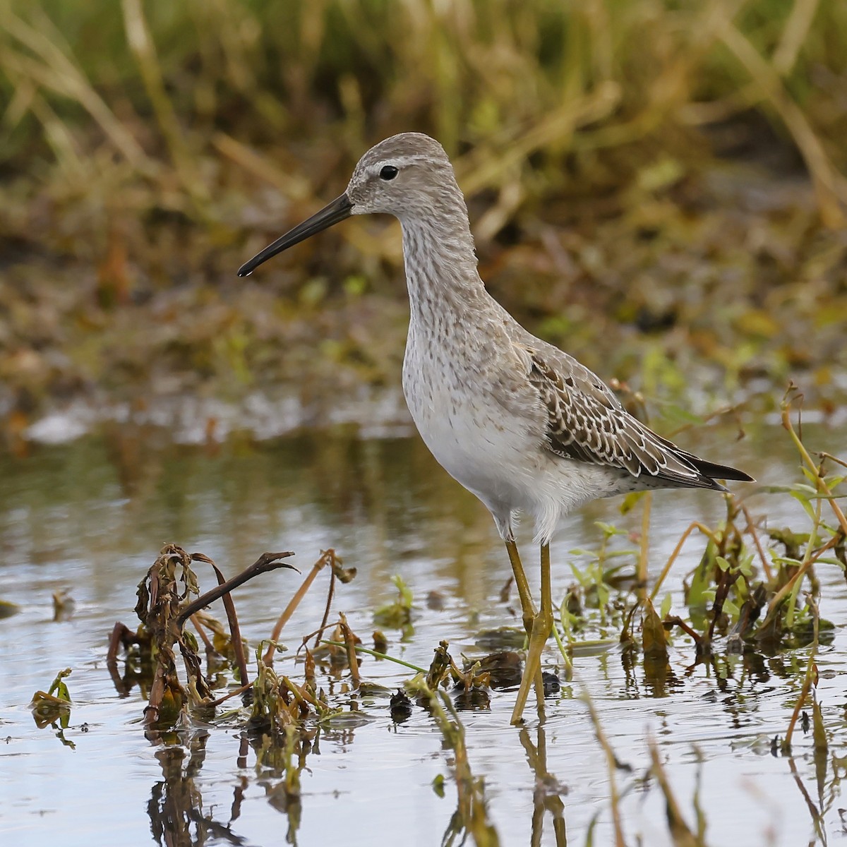 Stilt Sandpiper - ML609999642