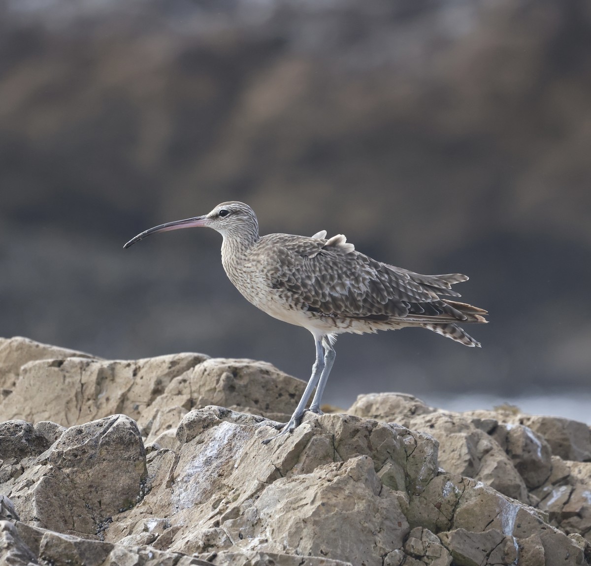 Whimbrel - ML609999697