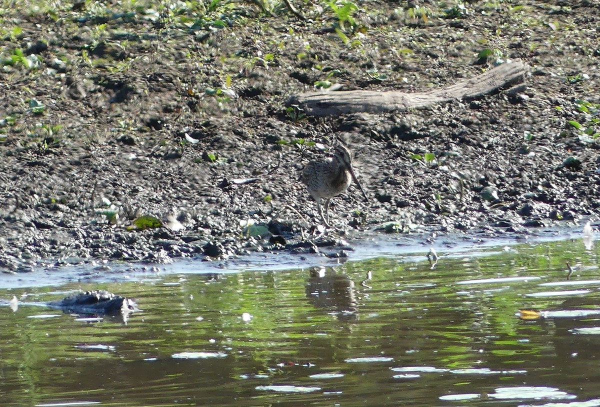 Latham's Snipe - Don McIvor