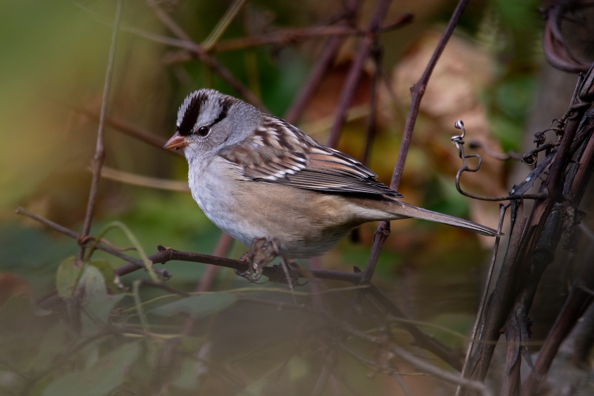 White-crowned Sparrow - ML609999721