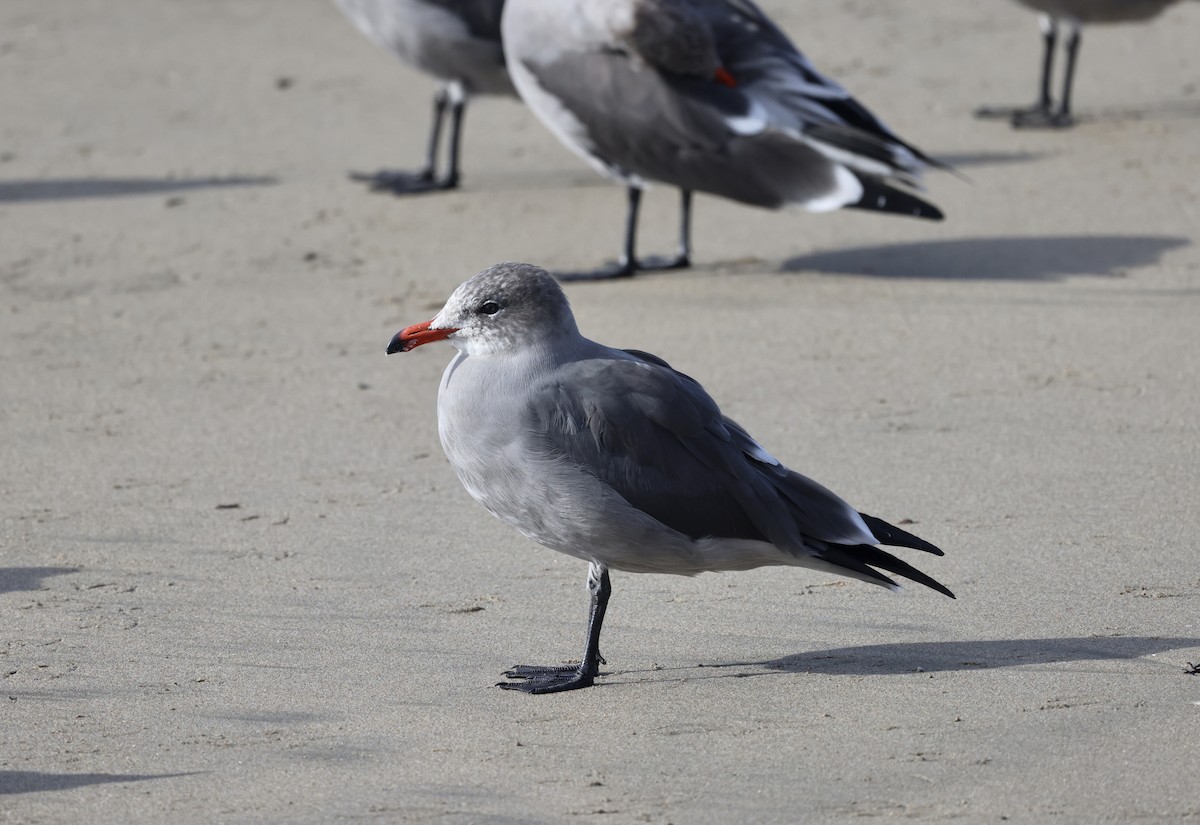 Heermann's Gull - ML609999729