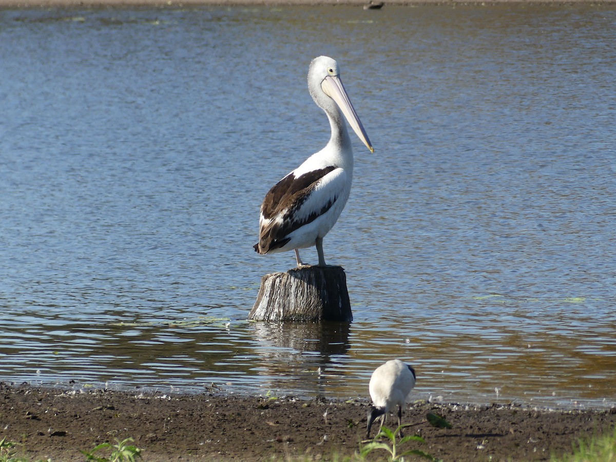 Australian Pelican - Don McIvor