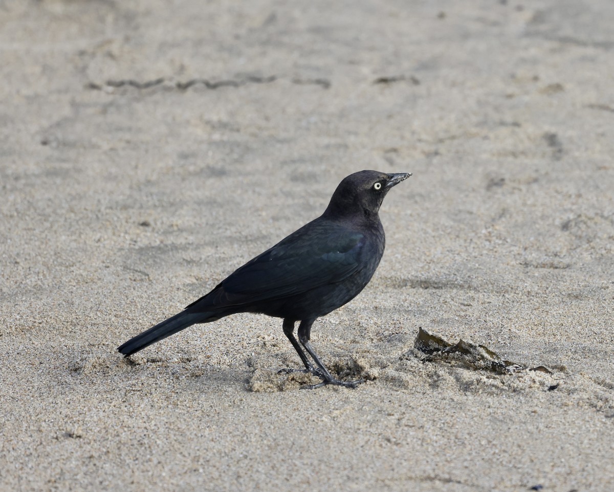 Brewer's Blackbird - ML609999817