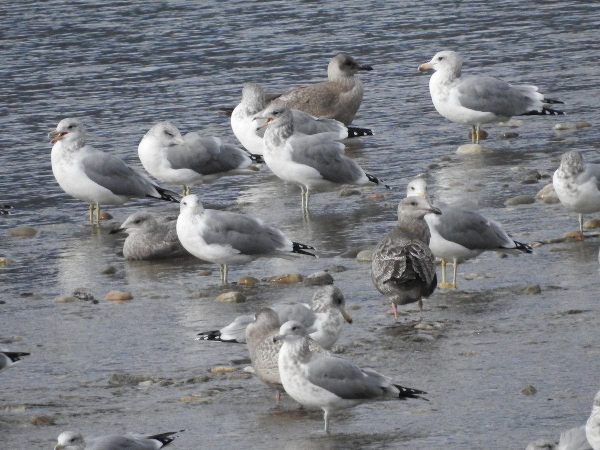 California Gull - ML609999968