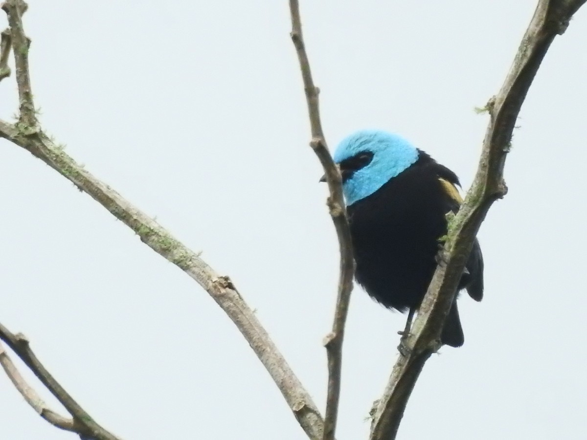 Blue-necked Tanager - Diego Espinoza Abuerdene