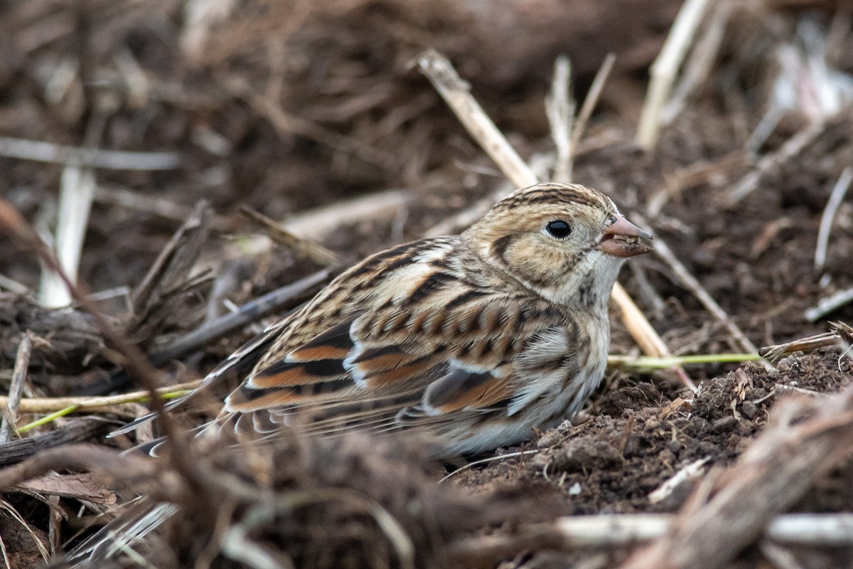 Lapland Longspur - ML610000185