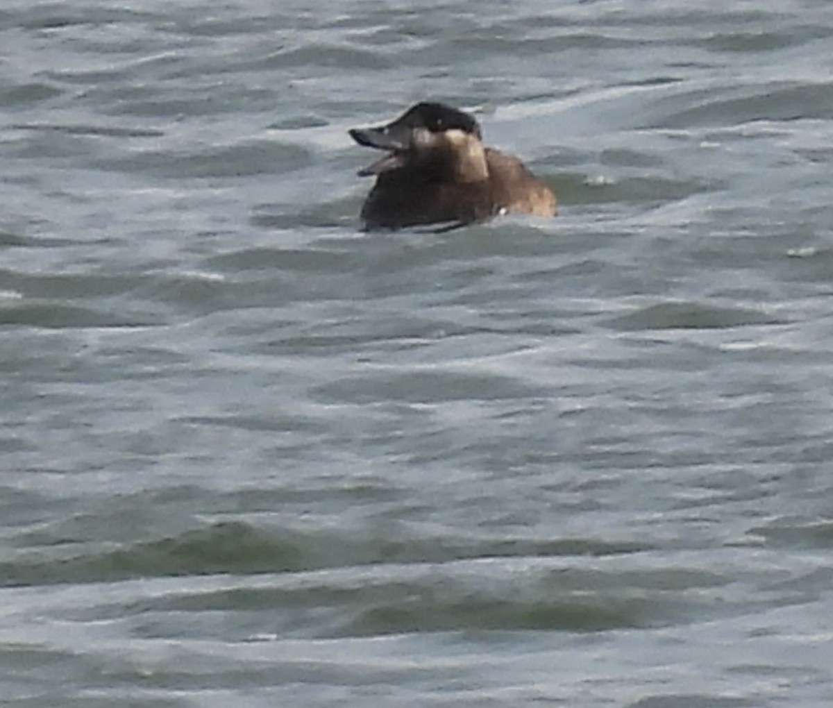 Surf Scoter - Valerie Klumper