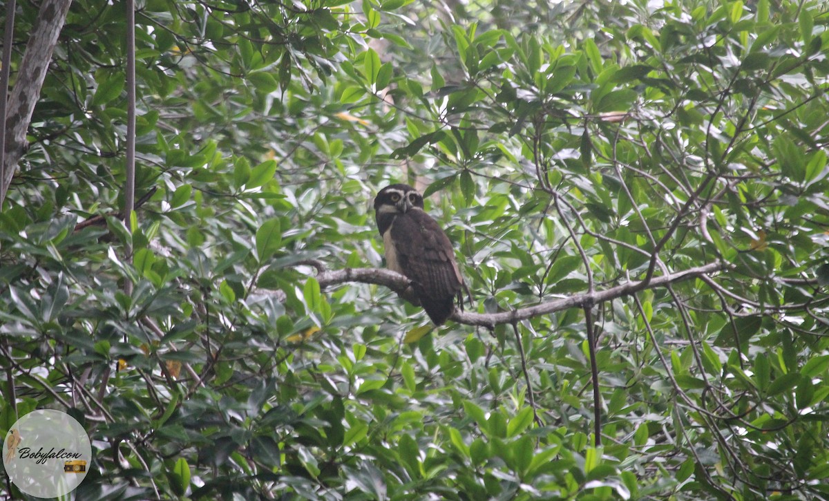 Spectacled Owl - ML610000394