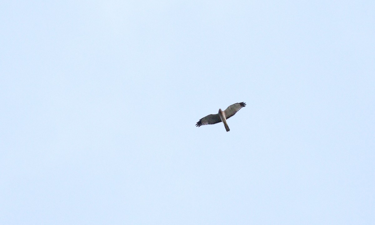 Northern Harrier - ML610000448