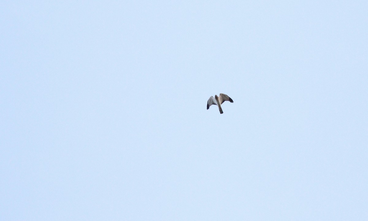 Northern Harrier - ML610000449