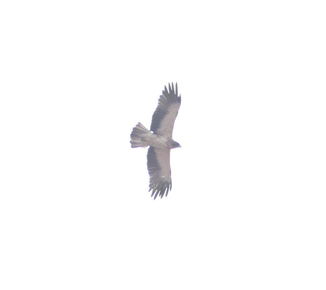 Booted Eagle - ML610000473