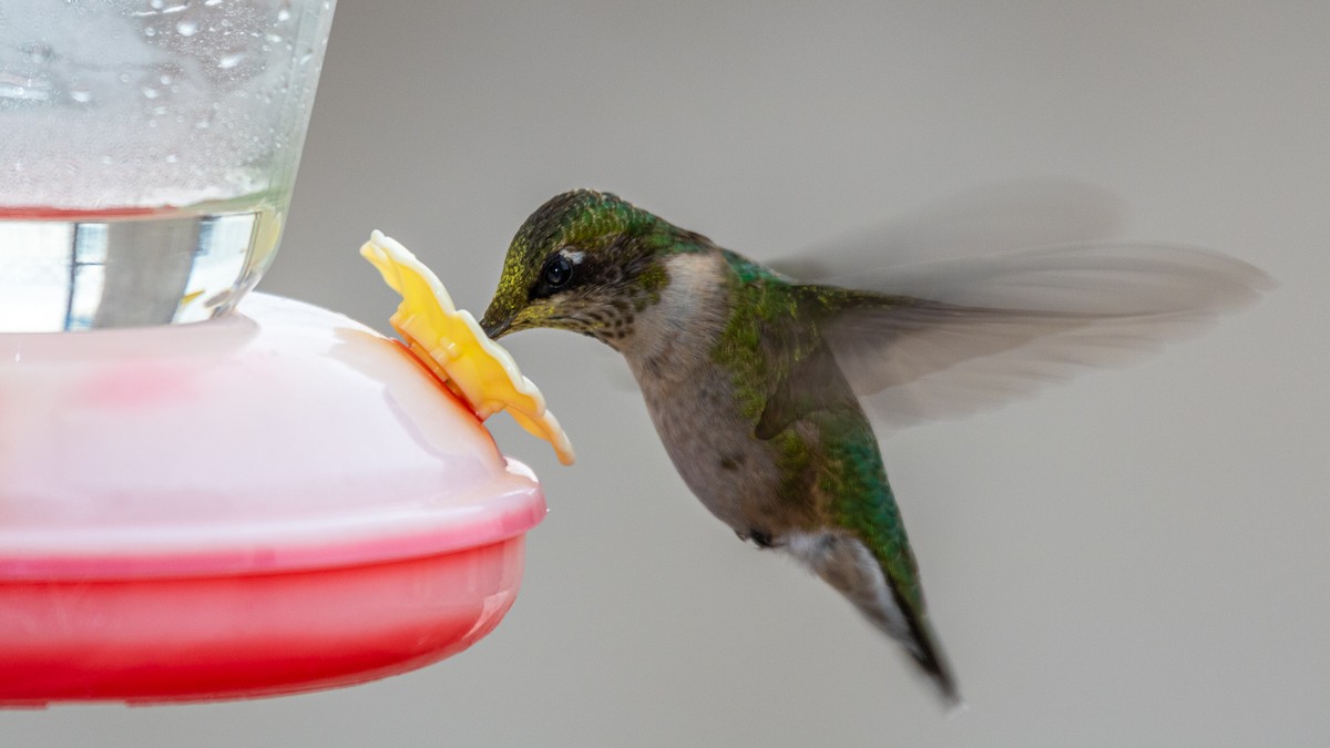 Ruby-throated Hummingbird - ML610000482